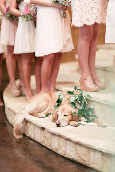 Matrimonio con il cane