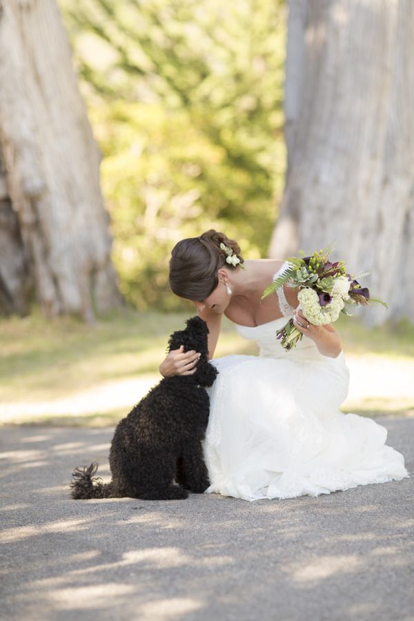 Cani al matrimonio