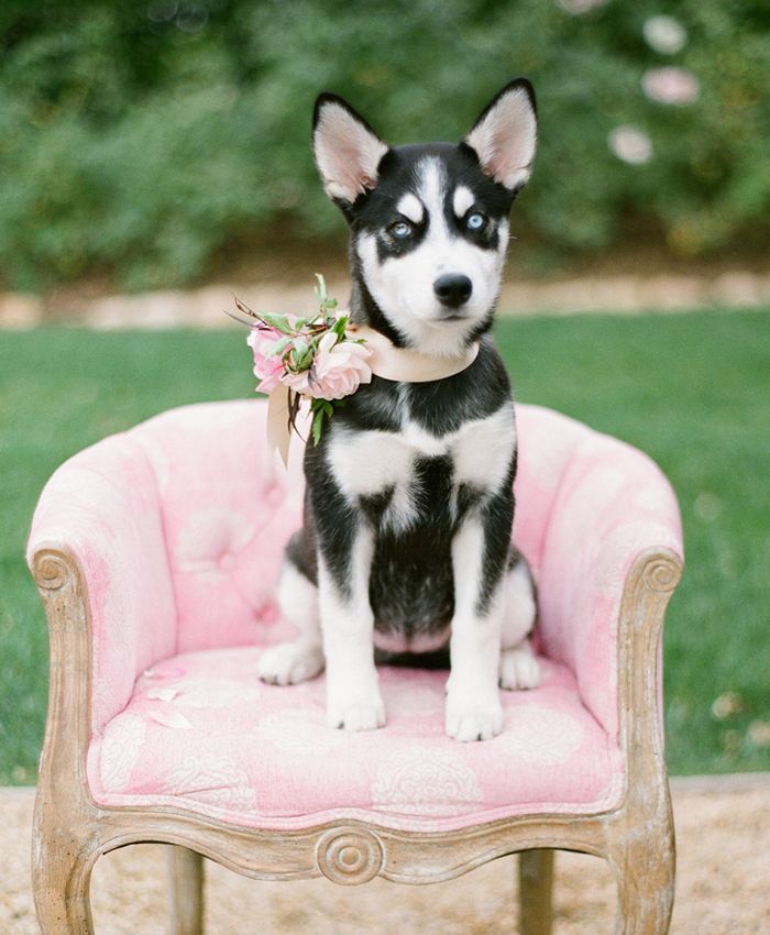 Matrimonio con il cane