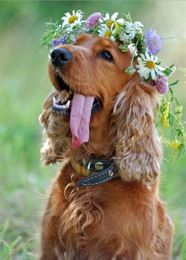 Matrimonio con il cane