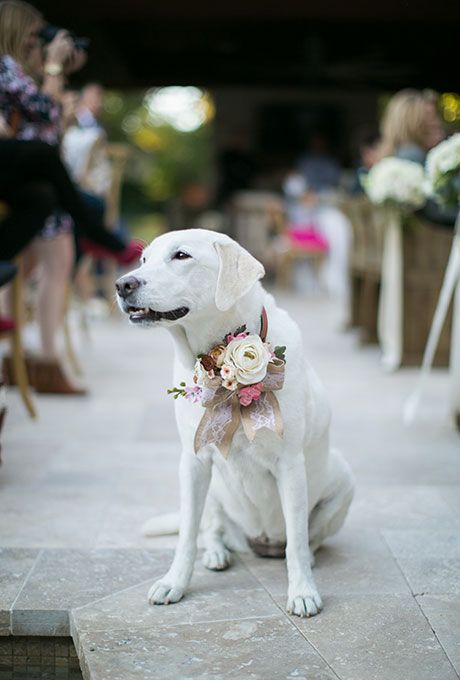 Matrimonio con il cane