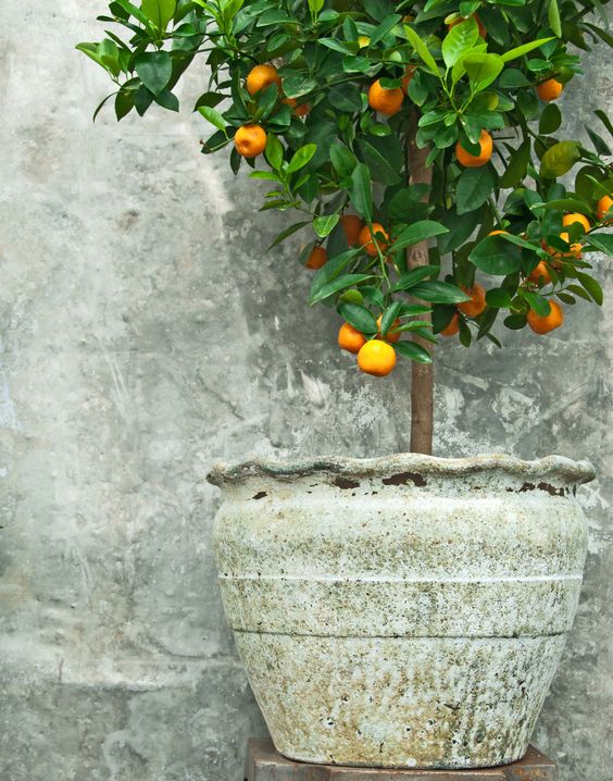 giardino sul balcone