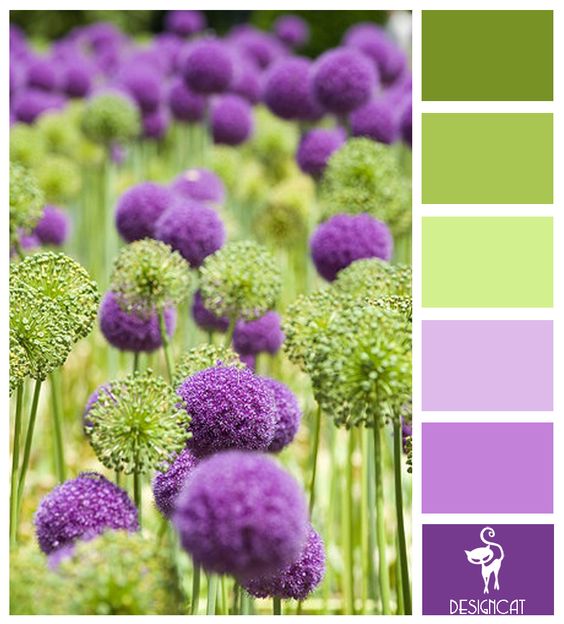 Allium per decorare casa e giardino