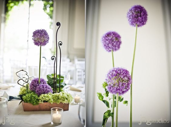 Allium per decorare casa e giardino