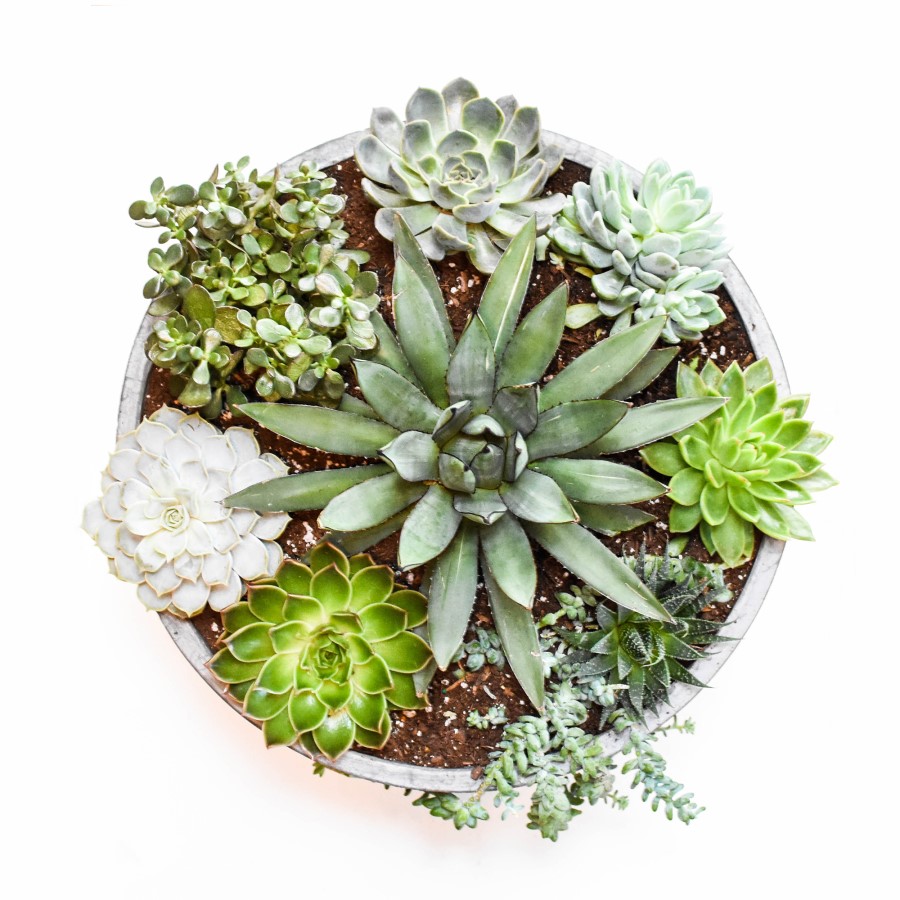 Centrotavola di succulente fai da te