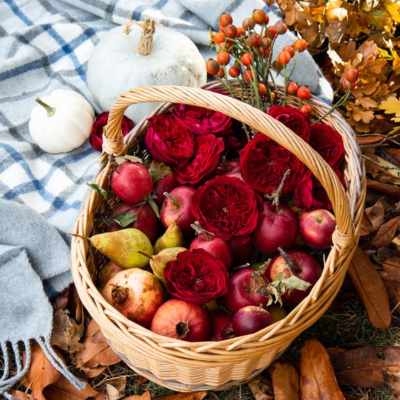 Le rose inglesi per l'autunno