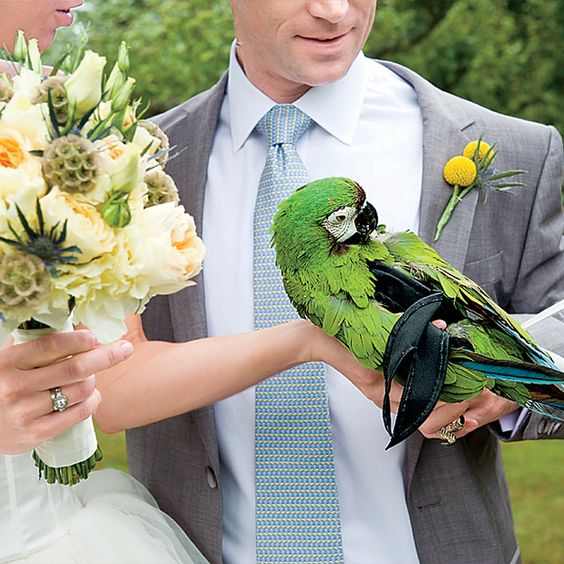 Animali al matrimonio: non solo cani!