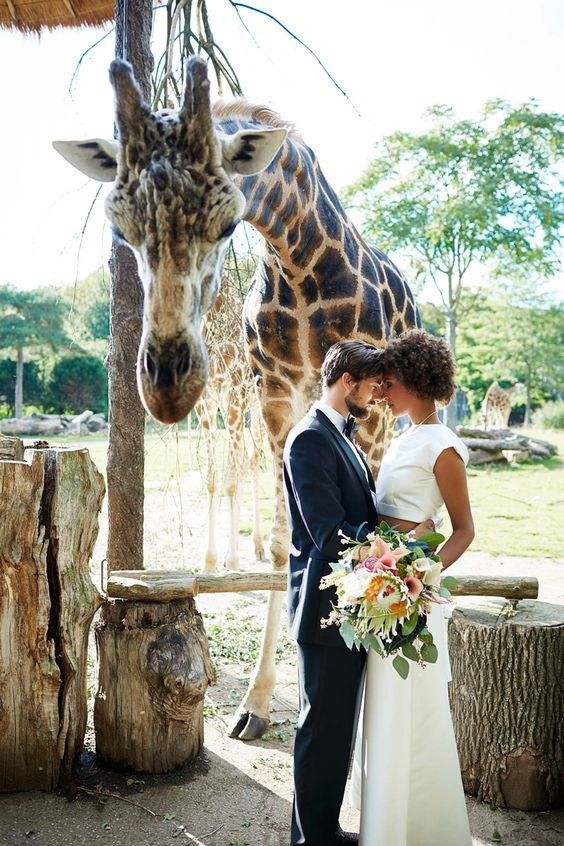 Animali al matrimonio: non solo cani!